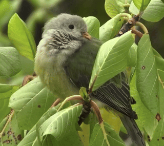 A still image of a small plump green bird, sitting on a branch.